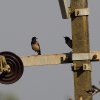 Birds Goa - India