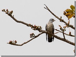 African Cuckoo